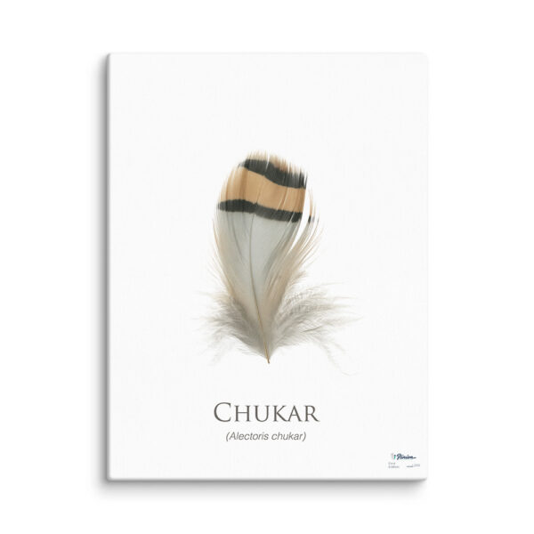 pinion_canvas_chuckar Chukar feather illustration on white background