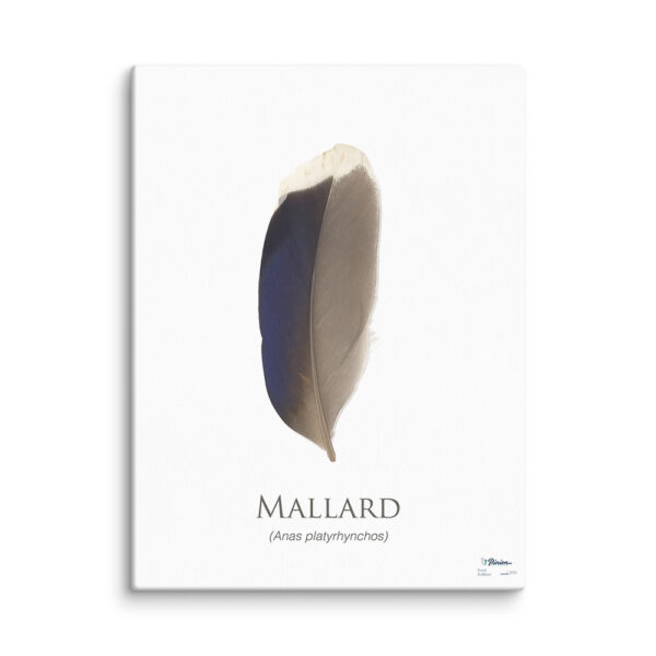 pinion_canvas_mallard Mallard feather illustration on canvas