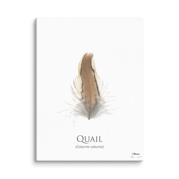 pinion_canvas_quail Quail feather illustration on canvas