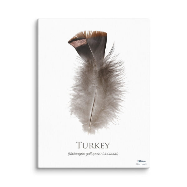 pinion_canvas_turkey Turkey feather illustration on white background