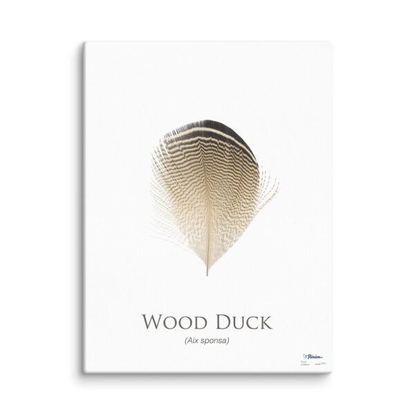 pinion_canvas_woodDuck Illustration of a wood duck feather on canvas.
