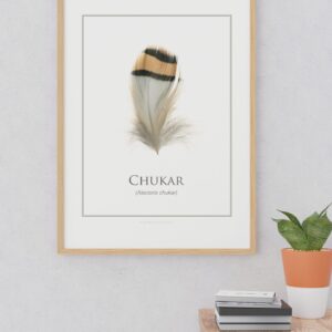 Chukar feather artwork on white wall.