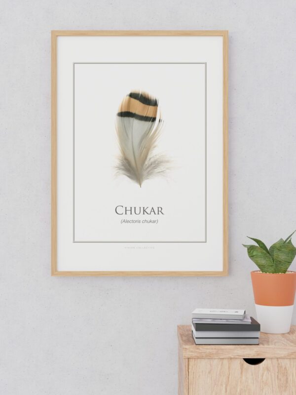 ChukarArtPrint_Framed_Pinion Chukar feather artwork on white wall.