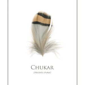 Chukar feather with scientific name Alectoris chukar.