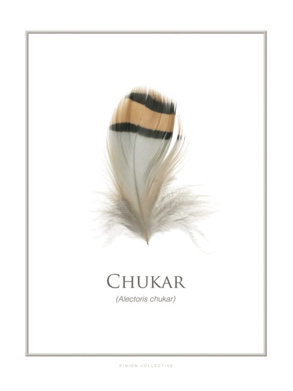Chukar feather with scientific name Alectoris chukar.