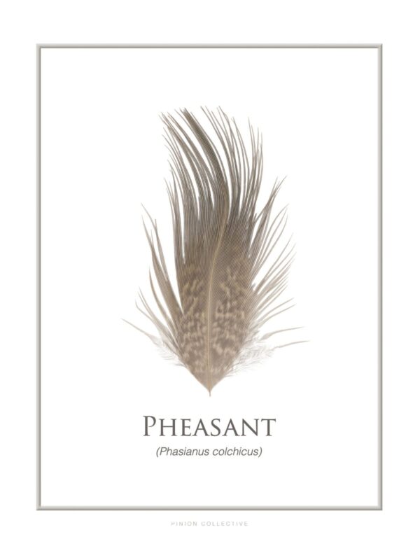Illustration of a pheasant feather