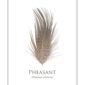 Illustration of a pheasant feather