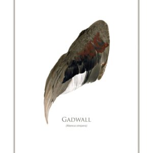 Gadwall duck wing illustration, Mareca strepera species.