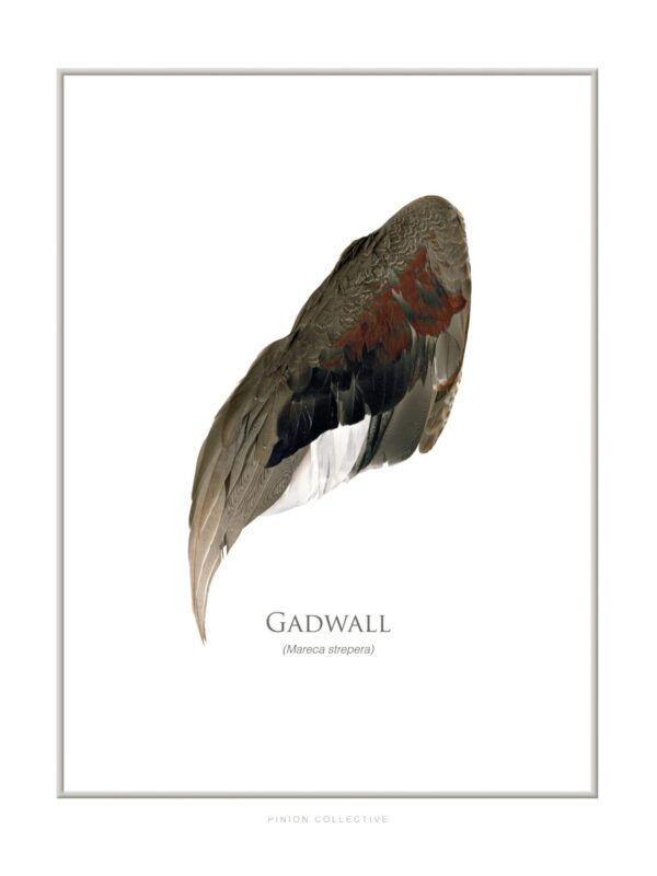 Gadwall duck wing illustration, Mareca strepera species.