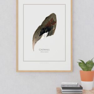 Framed Gadwall wing illustration on white wall.