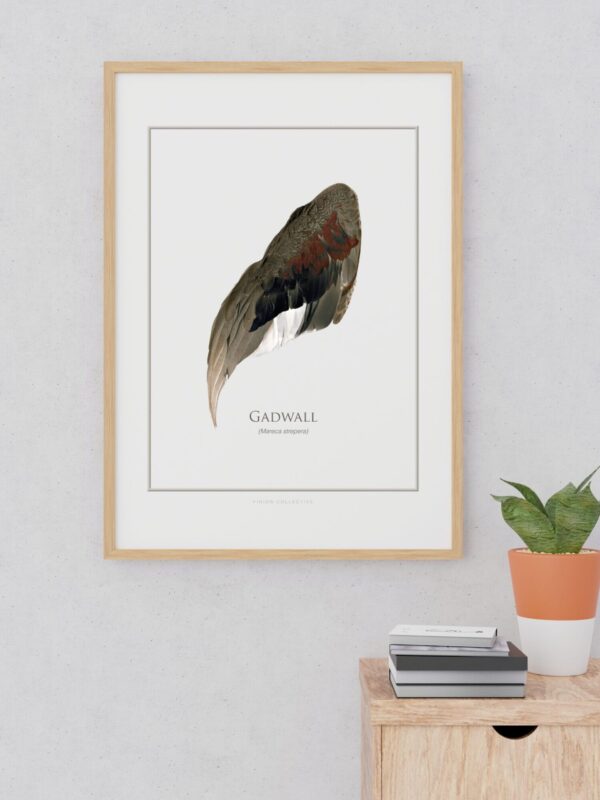 pinionGadwallArtPrintSample Framed Gadwall wing illustration on white wall.