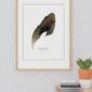 Framed Gadwall wing illustration on white wall.