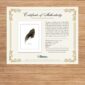 Certificate of Authenticity for Gadwall artwork.