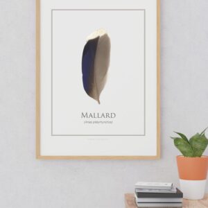 Framed mallard feather illustration on wall above table.