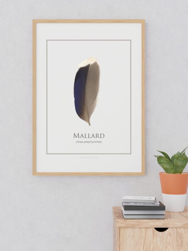pinionMallardArtFrame Framed mallard feather illustration on wall above table.