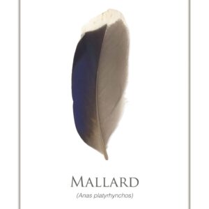 Mallard duck feather isolated on white background.