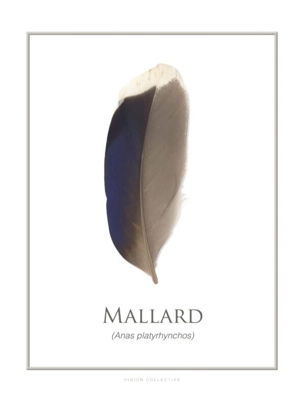 Mallard duck feather isolated on white background.