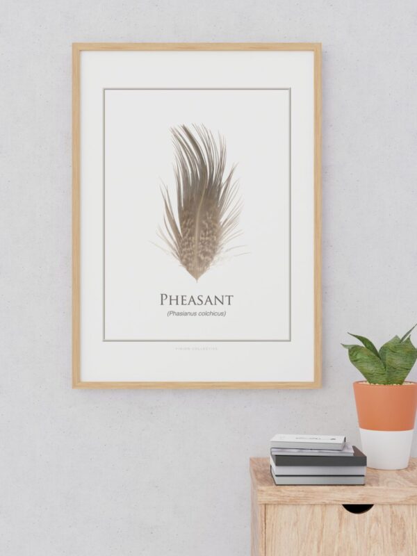 pinionPheasantArtFrame Framed pheasant feather illustration on white wall.