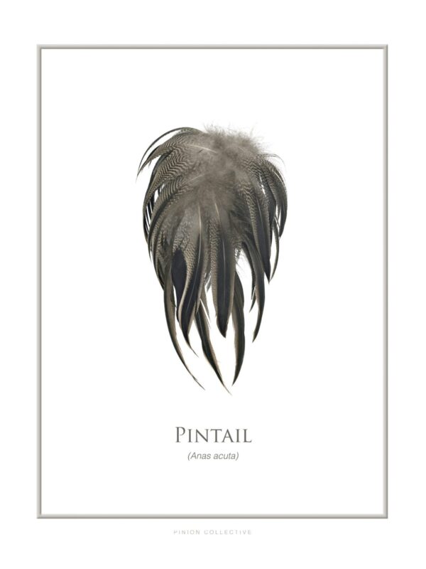 pinionPintailArtPrint Pintail feathers from Anas acuta illustration
