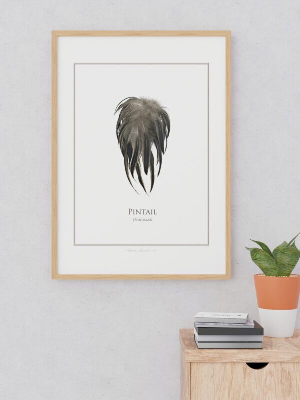 pinionPintailArtPrintSample Framed pintail feather illustration on wall above cabinet.