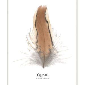 Illustration of quail feather, labeled Cutornix coturnix.