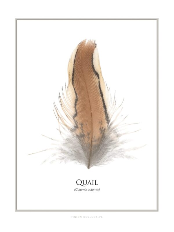 Illustration of quail feather, labeled Cutornix coturnix.