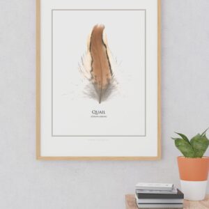 Framed quail feather artwork on wall.