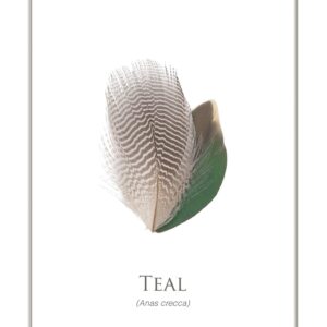 Teal duck feather illustration, labeled Anas crecca.
