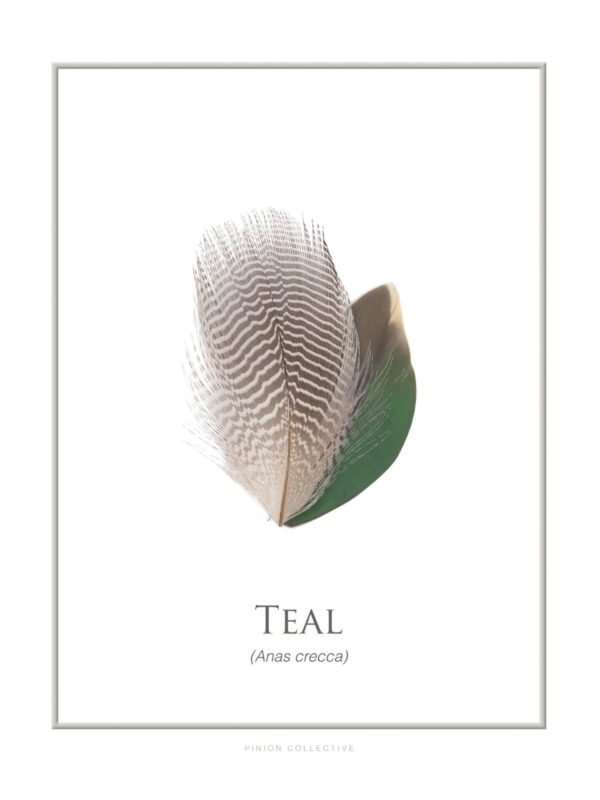 Teal duck feather illustration, labeled Anas crecca.