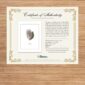 Teal feather art certificate on wooden background.