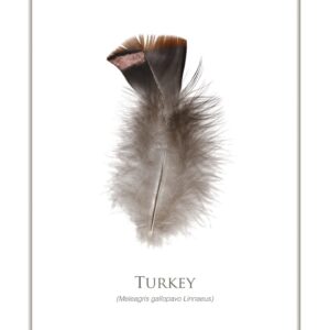 Isolated turkey feather on white background.