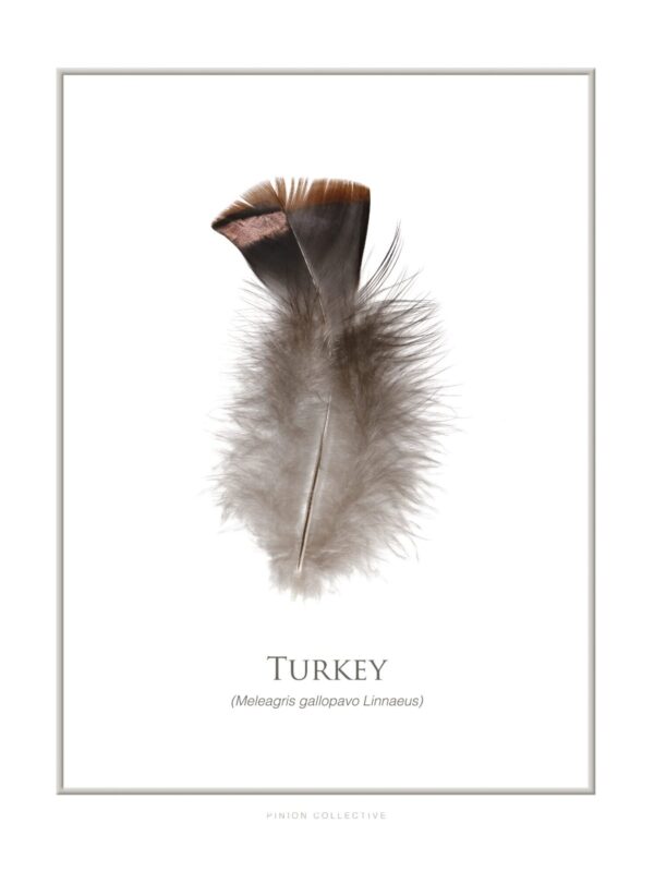 Isolated turkey feather on white background.