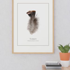 Framed turkey feather wall art above shelf