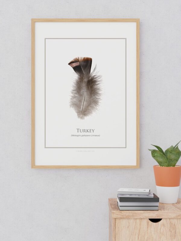 pinionTurkeyArtSample Framed turkey feather wall art above shelf