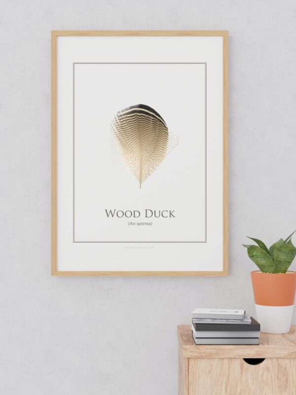 pinionWoodDuckArtFramed Wood Duck feather art framed on wall