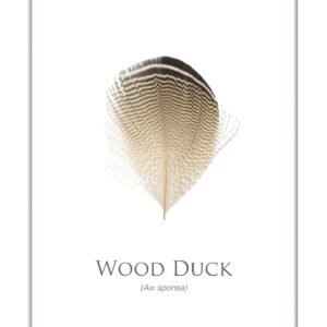 Illustration of a Wood Duck feather.