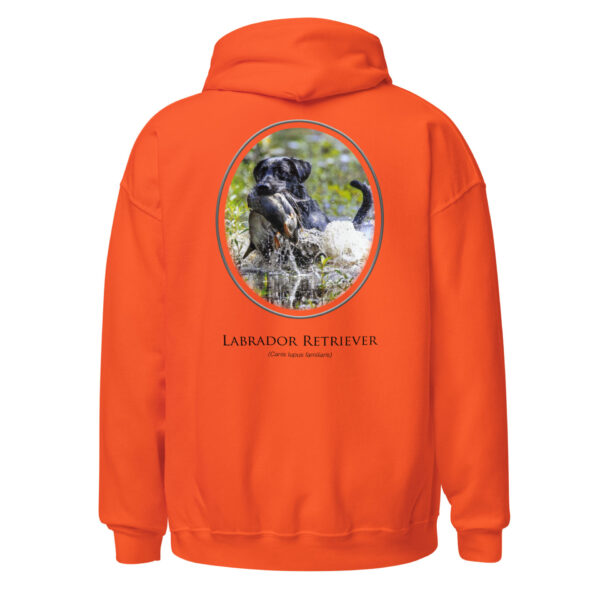 unisex-heavy-blend-hoodie-orange-back-6925fae940bbe.jpg Orange hoodie with Labrador Retriever print.
