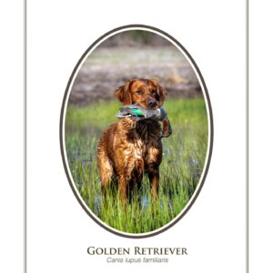 Golden Retriever holding a duck in the field