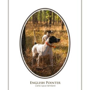 Two English Pointers standing alert in a forest.