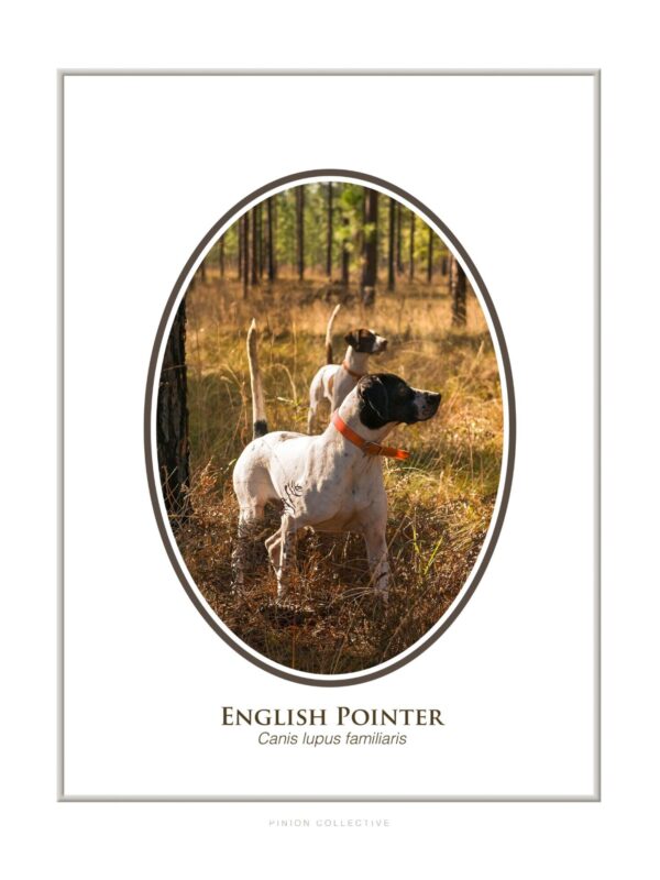 Two English Pointers standing alert in a forest.