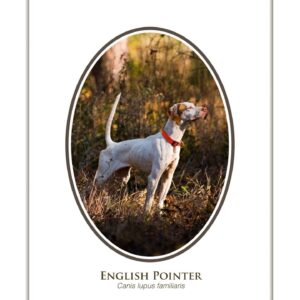 English Pointer dog standing in grass field.