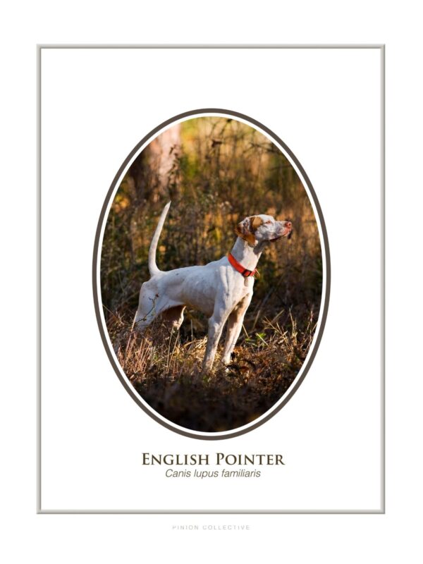 English Pointer dog standing in grass field.
