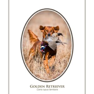 Golden Retriever carrying a pheasant in field.