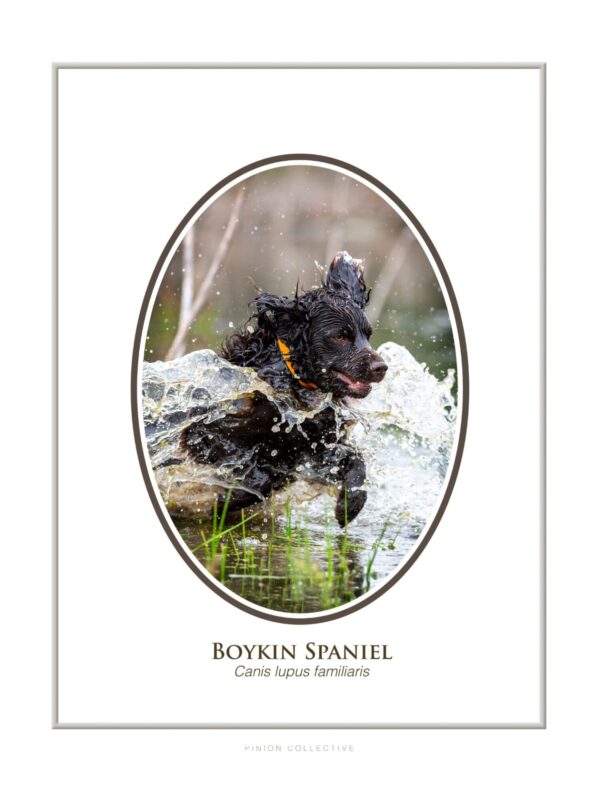 Boykin Spaniel splashing through water enthusiastically.