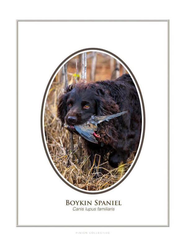 Boykin Spaniel retrieving bird in field