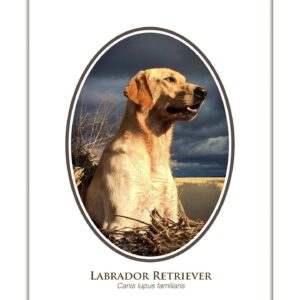 Labrador Retriever posing outdoors, stormy sky background.