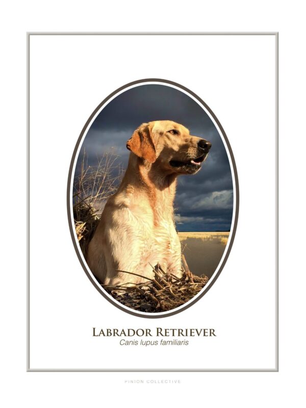 Labrador Retriever posing outdoors, stormy sky background.