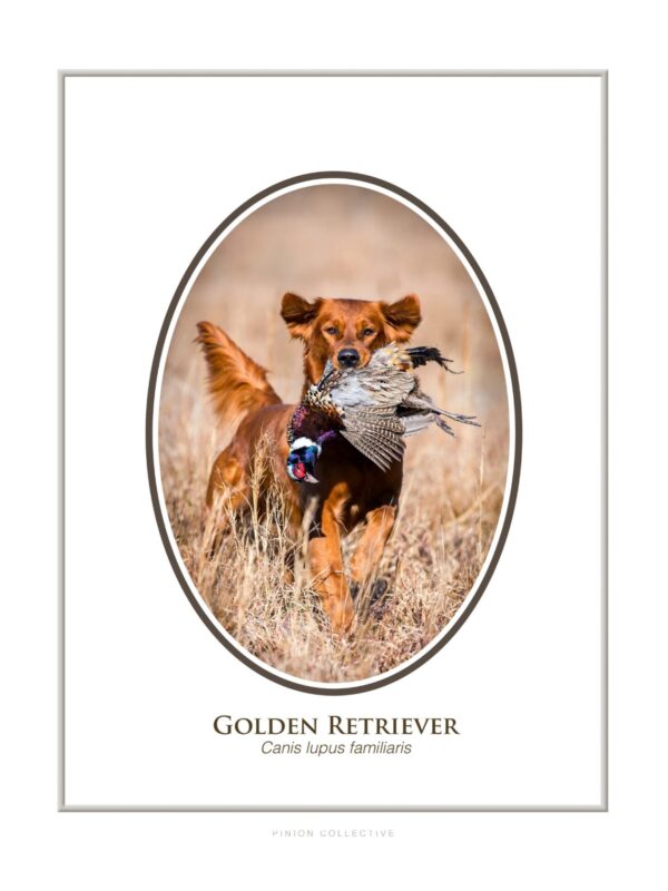 1 Golden Retriever carrying a pheasant in field.