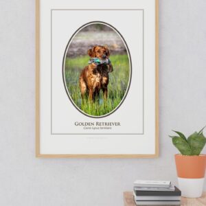 Framed photo of a Golden Retriever with duck.