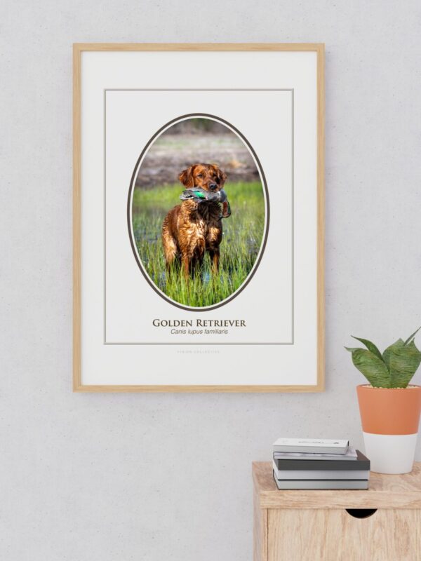 2 Framed photo of a Golden Retriever with duck.
